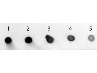 Goat anti-Rabbit IgG (H+L) Secondary Antibody [Alkaline Phosphatase ...